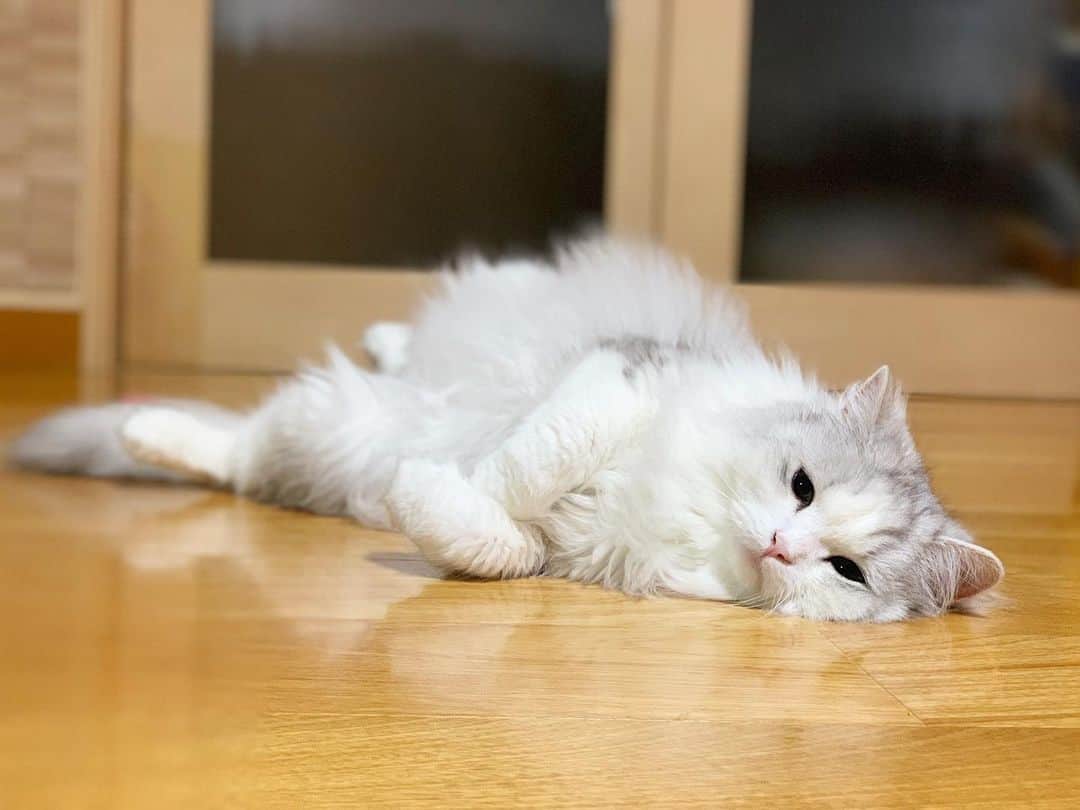 hanaのインスタグラム：「なんて顔してくつろいでるの🥺 #子猫 #子猫じゃないんだけど . . . . #cat #cats #catlover #cutecats #catsnap #catstagram #ilovemycat #adorble #ig_catclub #cats_of_instagram #kawaii #kawaii_cat #meowbox #bestmeow #fluffy #funnycritters #scottishfold #neko #kitty #ねこ #ねこ部 #ネコ #猫 #スコティッシュフォールド #スコティッシュ #ふわもこ #ふわもこ部」