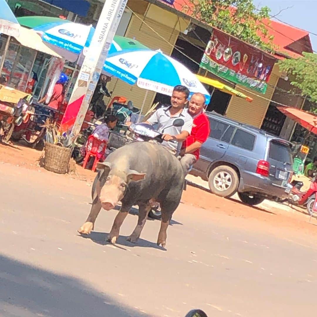 てっぺいさんのインスタグラム写真 - (てっぺいInstagram)「カンボジアのシェムリアップ。 道路に突如現れた巨大な豚に現地人はノーリアクション。 #カンボジア #シェムリアップ #ナイスてっぺー」5月19日 21時43分 - nice_teppee