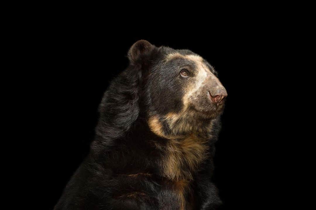 Joel Sartoreさんのインスタグラム写真 - (Joel SartoreInstagram)「Meet Billy – an Andean bear @parquejaimeduque. This species is often referred to as the spectacled bear because of the rings of light fur around the eyes, which look like a pair of glasses. Very little is known about them, however. In the wild they are very shy and tend to avoid humans. What we do know is that habitat loss is driving these bears out into the open, leading to human encounters. As their habitat shrinks, the bears stray onto farmland, feeding on the crops that replaced their natural diet, and the construction of new roads fragments bear habitat, increasing the risk of collisions with vehicles and poaching. In an effort to protect this gentle giant, Andean bears are now protected by international trade laws, and local people in bear habitats are being educated about the benefits of preserving habitat for the bears, tourism and the protection of water sources. #Nationalbearawarenessweek #gentlegiant #spectacledbear #andeanbear #billy #photoark #savetogether」5月19日 21時37分 - joelsartore