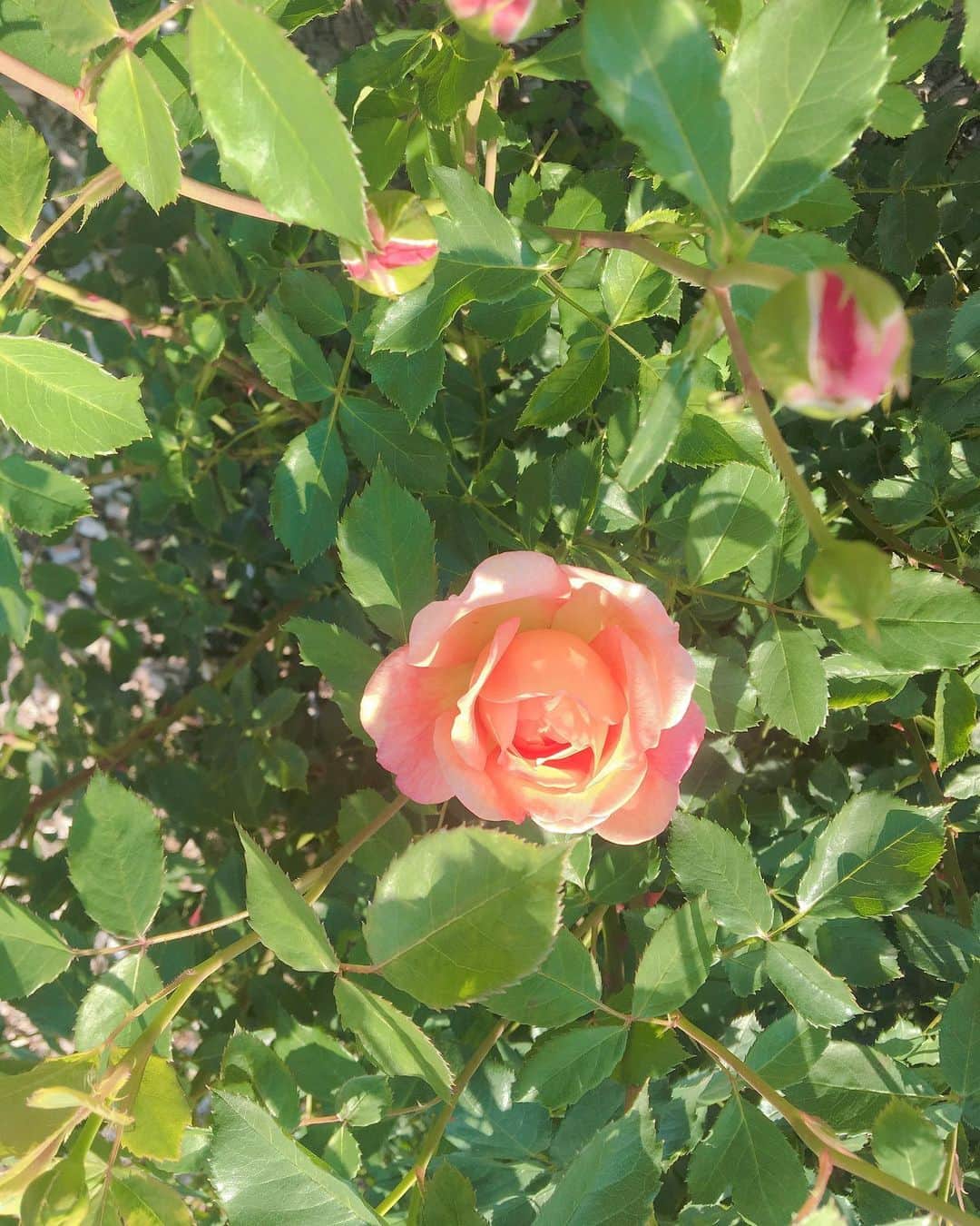 佐藤千晶さんのインスタグラム写真 - (佐藤千晶Instagram)「#富士川クラフトパーク の バラ園へ！  いい香りに包まれたー😊  #山梨県 #薔薇 #rose #japan #yamanashi #身延町」5月19日 22時14分 - satochiaki125