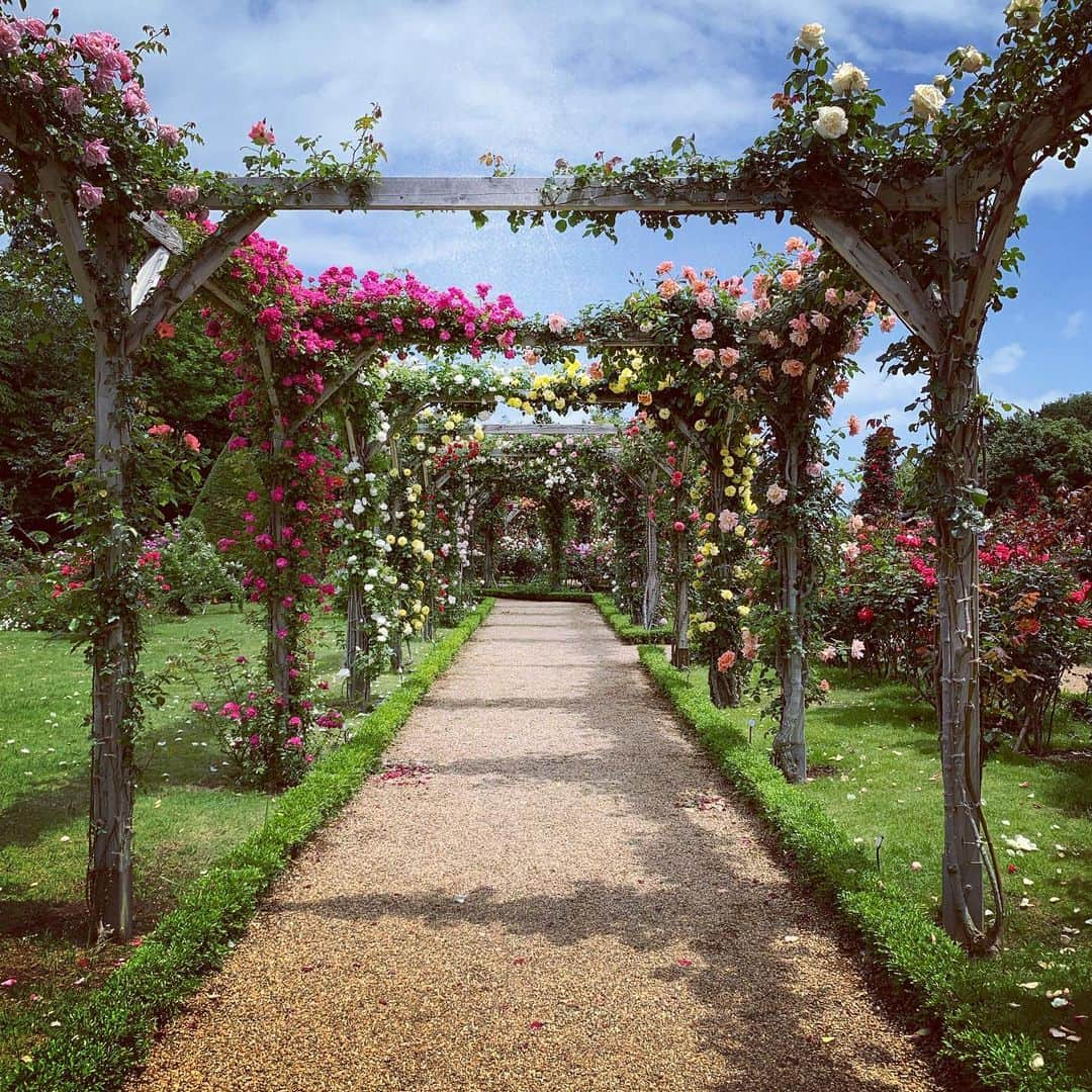 佐藤綾子さんのインスタグラム写真 - (佐藤綾子Instagram)「🌹ばらの花🌹﻿ ﻿ ﻿ 1泊2日で高校からの友達と旅行に行ってきました✈️びゅっ﻿ その地は静岡県は #伊豆半島 ！﻿ 長崎と同じく海の幸や山の幸に恵まれたとても良いところでした🗻🎣🌟﻿ ﻿ 一番行きたかったのがこの #河津バガテル公園 ！﻿ 6000株のバラが見頃を迎えるということで初めて足を運びました。﻿ 歩けども歩けども色とりどりのバラが四方を取り囲む、なんとも幻想的な場所でした！﻿ 色、花びらの形、花の数、香り…種類によって全く違うのがバラの好きなところです。﻿ 歩みを進めるたびに「はあ〜！」とうっとりため息🥰吐息を白いバラに変えて〜♪﻿ ﻿ スマホのシャッターが止まらなかったんですが、﻿ あの、もう、少し高い丘から眺めたバラ園の全体像は、スマホの限界というか、私の写真テクの未熟さというか、肉眼で見た感動の美しさを収めることができませんでした…控えめに言って、桃源郷ってこんな感じなのかなあと思いました。﻿ 長崎県内や学生時代を過ごした東京でもいろんなバラ園に行きましたが、最盛期ということもあって文句なし一番のローズガーデンでした！﻿ ﻿ 食べられるバラの試食もやっていましたが時間がなくてそちらまで見られず(>_<)﻿ 代わりにバラ味のソフトクリームを食べてきました♡🍦﻿ 口に入れた瞬間、バラの芳しい香りが風味となって鼻腔に押し寄せます🌹🌹🌹﻿ おいしかった〜！🥰﻿ ﻿ 気の置けない女子旅でゲラゲラ笑いっぱなしの2日間でした🦍🐈🐈﻿ ﻿ ﻿ #静岡 #伊豆 #河津 #izu #バラ園 #ローズガーデン﻿ #女子旅 #伊豆旅行 #小旅行 #休日﻿ #ncc #長崎文化放送 #アナウンサー」5月19日 22時18分 - satoaya_ncc