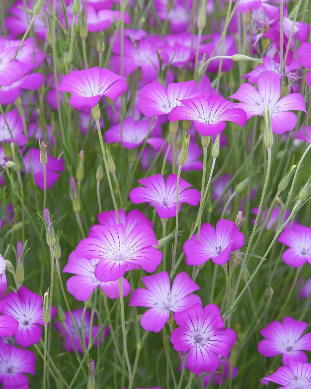 meekooさんのインスタグラム写真 - (meekooInstagram)「りんごさんの後ろの花はムギナデシコ（アグロステンマ）。紫色が美しい〜 (๑′ᴗ‵๑)♫ ・ location：埼玉県 #ポピーハッピースクエア  2019.5.18撮影  #りんご旅2019」5月19日 22時20分 - meekoo