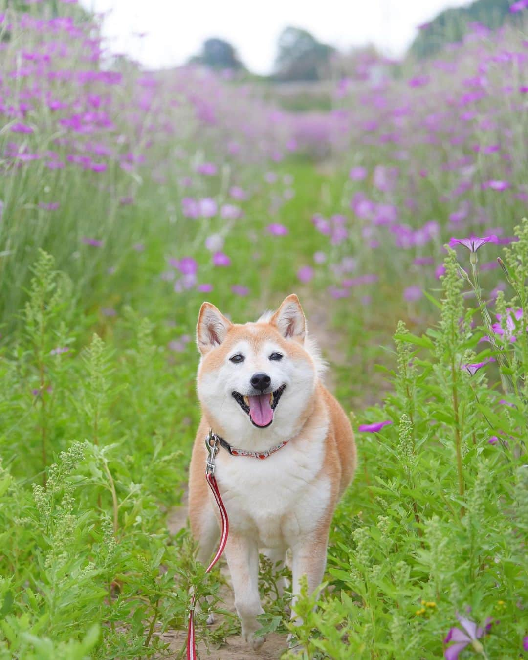 meekooさんのインスタグラム写真 - (meekooInstagram)「りんごさんの後ろの花はムギナデシコ（アグロステンマ）。紫色が美しい〜 (๑′ᴗ‵๑)♫ ・ location：埼玉県 #ポピーハッピースクエア  2019.5.18撮影  #りんご旅2019」5月19日 22時20分 - meekoo