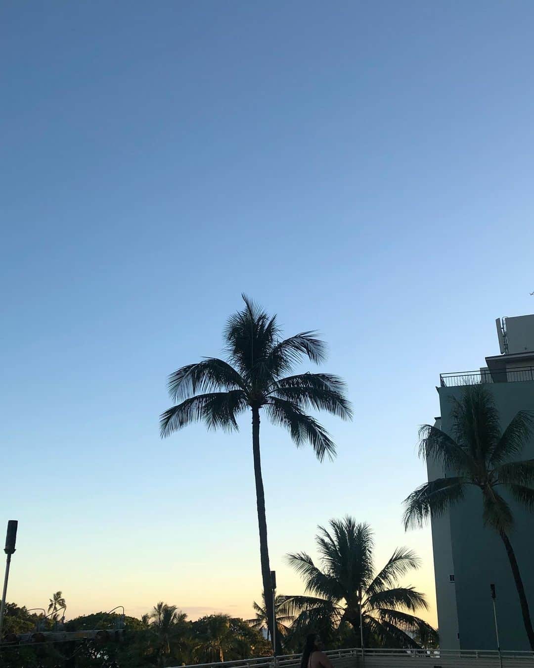松本瞳さんのインスタグラム写真 - (松本瞳Instagram)「. 🏃‍♀️🌈 #hawaii #palmtrees」5月19日 22時24分 - hitomi.mats
