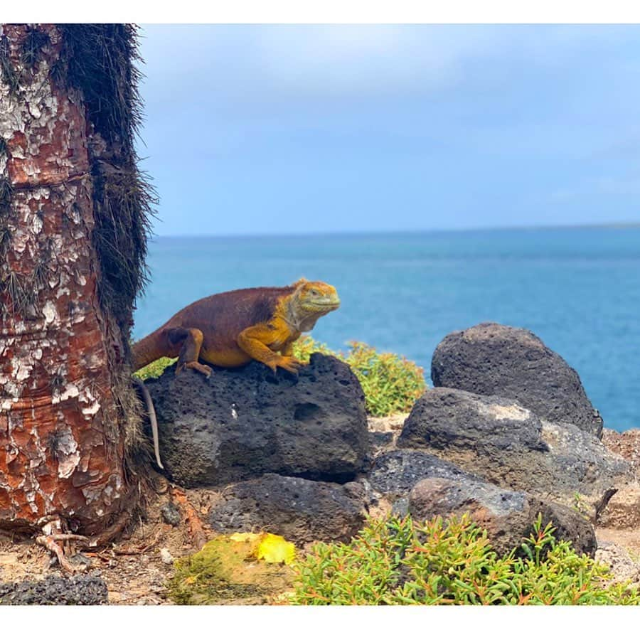 京乃ともみさんのインスタグラム写真 - (京乃ともみInstagram)「イグアナ 集🐊💚☀️🌵（笑）Slow life...with nothing to do . . . . . . . #ガラパゴスイグアナ #陸イグアナ #海イグアナ」5月19日 22時24分 - tomomi_kyono