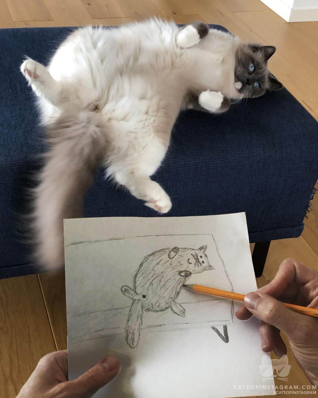 Cats of Instagramさんのインスタグラム写真 - (Cats of InstagramInstagram)「From @arthurtheragdoll: “Draw me like one of your French girls” #catsofinstagram」5月19日 23時01分 - cats_of_instagram