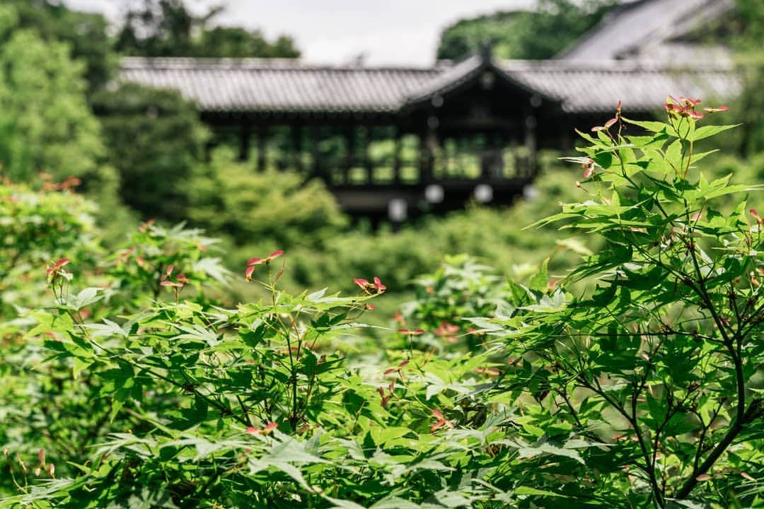 京都いいとこフォトさんのインスタグラム写真 - (京都いいとこフォトInstagram)「. 東福寺。 臥雲橋から望む青紅葉の中に、ぴょこぴょこと赤い種のようなものを発見。 これは『翼果(よくか)』という、もみじの果実なのだそう。 親木から落ちるとき、できるだけ遠くまで飛んでいけるように果実に翼が付いたのだと知り、 命のたくましさを感じました。 . At Tofukuji temple. I found a kind of red seed in the maple seen from Gaunkyo bridge. This is a maple fruit called "Samara". I felt the strength of life to learn that the fruit was winged to fly as far away as possible when falling from the parent tree. . Date : 2019.5.16 Location :#東福寺 #Tofukuji Photo : @hino0117 .」5月19日 23時12分 - kyoto_iitoko