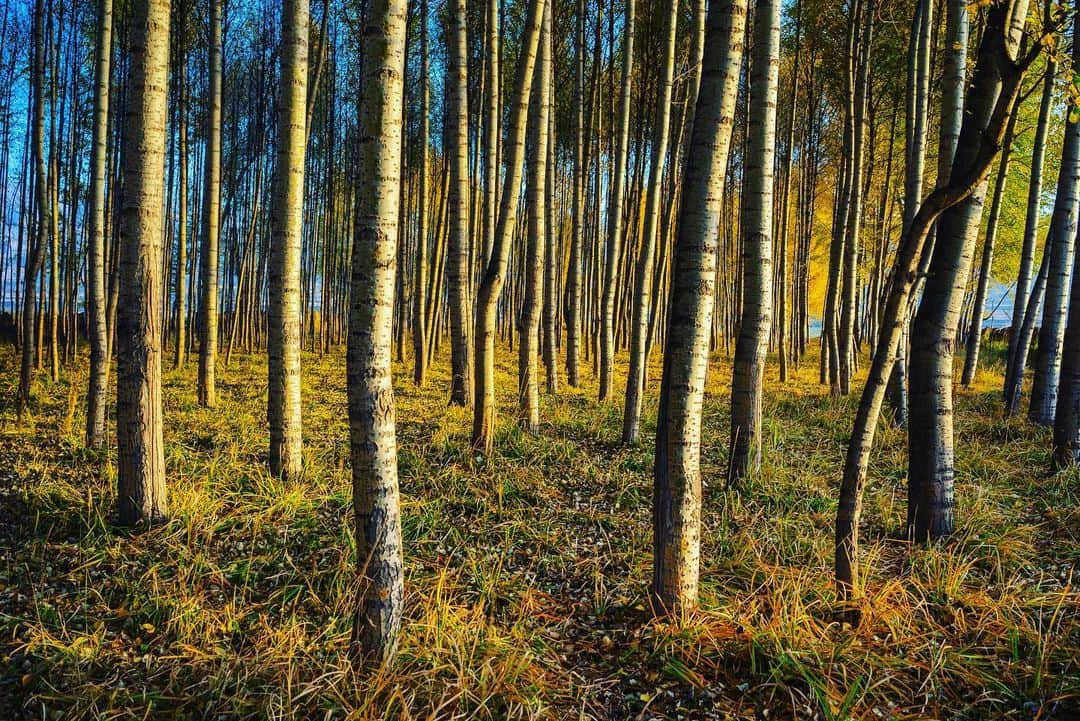 Michael Yamashitaさんのインスタグラム写真 - (Michael YamashitaInstagram)「Great Green Wall: China is building a new Great Wall – this one aimed not at repelling invading Mongols, but a more insidious menace from the northern drylands. This wall is being built not of stone but of trees – billions of trees, enough to stretch nearly the distance from San Francisco to Boston. Its purpose: to push back China’s vast deserts. The project, officially dubbed the Green Great Wall, was launched in 1978, and is slated to continue until 2050. It aims to plant some 88 million acres of protective forests, in a belt nearly 3,000 miles long and as wide as 900 miles in places. It all adds up to what is easily the biggest tree-planting project in human history. #greatgreenwall #hexicorridor #gansu #poplartrees #gobidesert」5月19日 23時26分 - yamashitaphoto