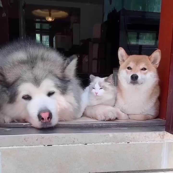 husky and malamuteのインスタグラム：「Sunny day.🌈😙」