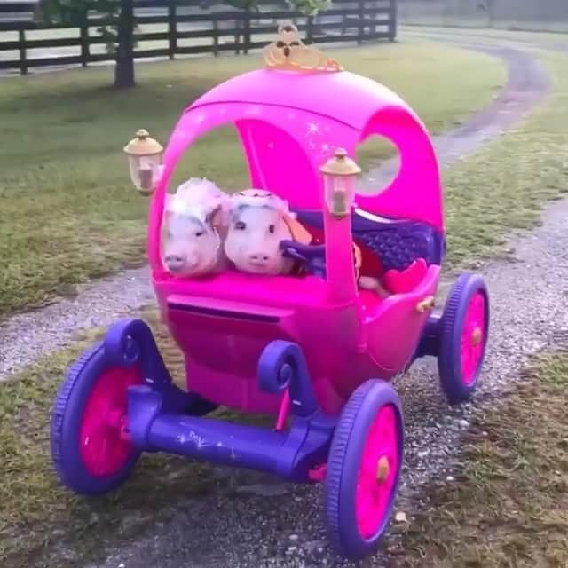Priscilla and Poppletonのインスタグラム