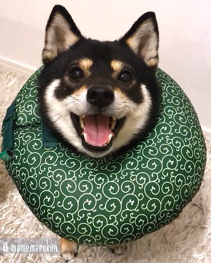 まめ丸のインスタグラム：「* * 【⚠️音が出るよ⚠️】 おへんじ5回できたよー🐶❣️ さいごはなぜか両手になっちゃった🐶👅 --------------------------------- おへんじチャレンジでアメブロ更新したよ🐶💓 * 【sound on please🔛】 Good answer🐶💓 --------------------------------- I updated my blog🐶💓 The URL is in my profile. Please visit it if you have time❣️ * #今日はいっぱいできたよ #ぼくえらい🐶✨ #まめスマイル * #柴犬#豆柴#柴#黒柴#犬#ふわもこ部#いぬのきもち部#shiba#shibainu#shibastagram#shibadog#puppy#instadog#dogstagram#dog#instashiba#petstagram#pet#cutepetclub#강아지#멍스타그램#doglover#ilovemydog#weeklyfluff#まめ丸おへんじ」