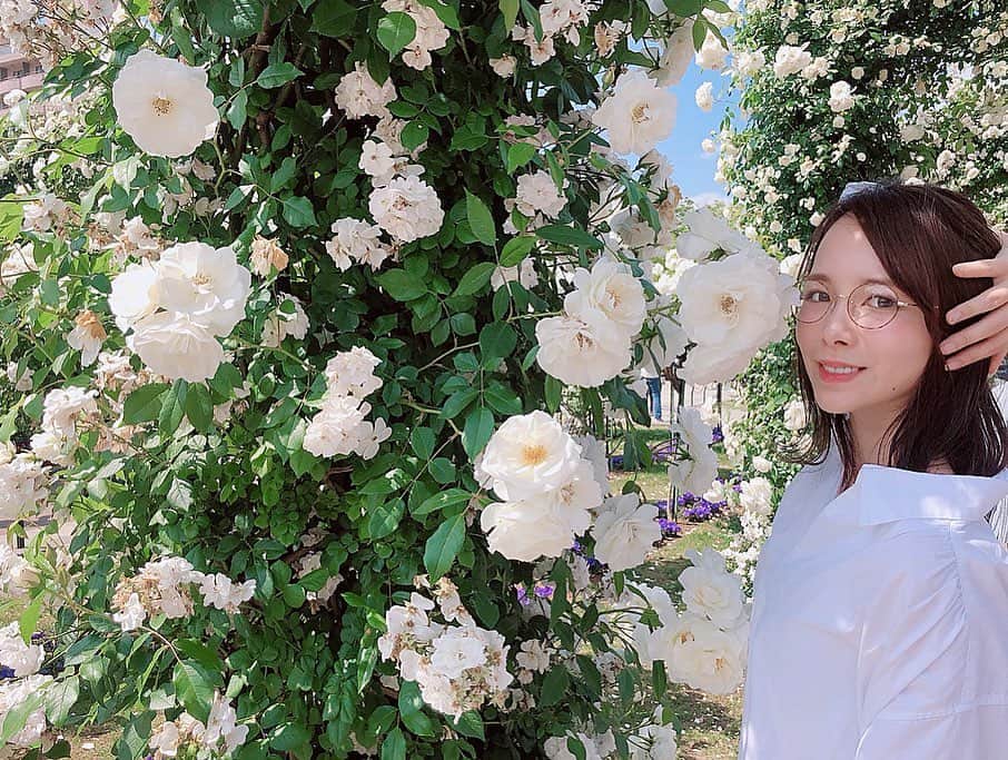 黒澤詩音のインスタグラム：「*﻿﻿ ﻿﻿ #宝塚 #花組ポーズ 🌹﻿ ﻿﻿ 控えめですが、、してしまうよね🌸笑﻿ ﻿﻿ あーー！はやくれいちゃん（#柚香光 ちゃん）観たい😢次の観劇まであと1ヶ月もある😢笑 ﻿﻿ ﻿ ﻿ 本題に戻りまして。笑﻿ ﻿ #トライアスロン 会場ともなっていた山下公園では今 #バラ が見頃🌹✨﻿﻿ ﻿﻿ みりお様のパネルが飾ってある大さん橋まで歩こうと思っていましたが空腹に負けて中華街へ。笑﻿﻿ ﻿﻿ 幼い頃から必ず買ってもらっていたごま団子😋笑﻿﻿ いまだに来るたびに食べています😋﻿﻿ ﻿﻿ ﻿﻿ ﻿﻿ #バラ #バラ園 #バラのアーチ #山下公園 #yamashitapark #rose #rosegarden #flower」