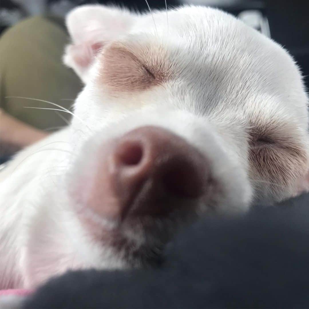 マーガレット・チョーさんのインスタグラム写真 - (マーガレット・チョーInstagram)「#sunday #chihuahua #rescuedog #dog」5月19日 23時48分 - margaret_cho