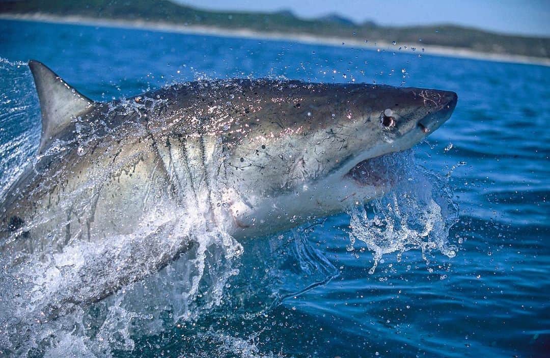 のインスタグラム：「This is one of the first photographs I ever took of a great white shark, it was around 2002. Shot on slide film off the coast of South Africa, the energy and power that exudes from this frame hasn’t diminished over the 17 years since I made this photograph. #whitesharktrust @michaelcscholl #southafrica #greatwhitesharks」
