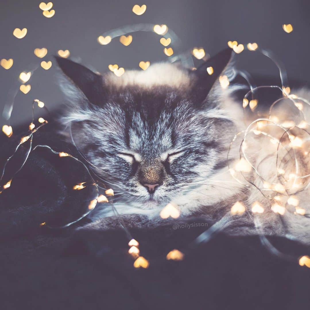 Holly Sissonさんのインスタグラム写真 - (Holly SissonInstagram)「❤️🐱☺️ #Siberiancat #bokeh (See more of Alice, Finnegan, and Oliver, on @pitterpatterfurryfeet) (Canon 5D MkIV + Lomography 85mm #Petzval Art Lens + 12mm Extension Tube) ~ See my bio for full camera equipment information plus info on how I process my images. 😊」5月20日 0時09分 - hollysisson