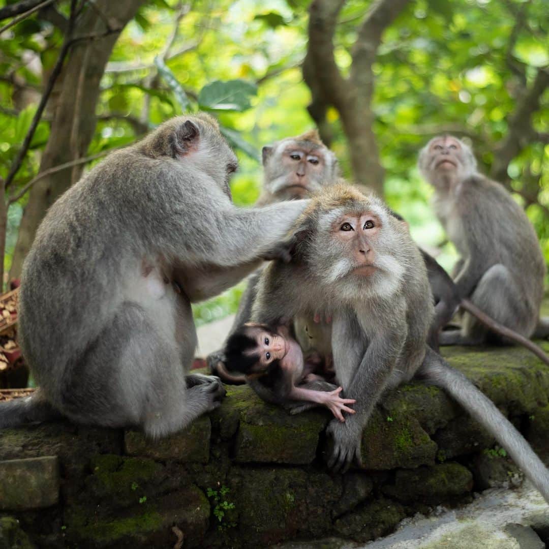 ジョン・ジョン・フローレンスのインスタグラム：「Monkey Forest with the team.」