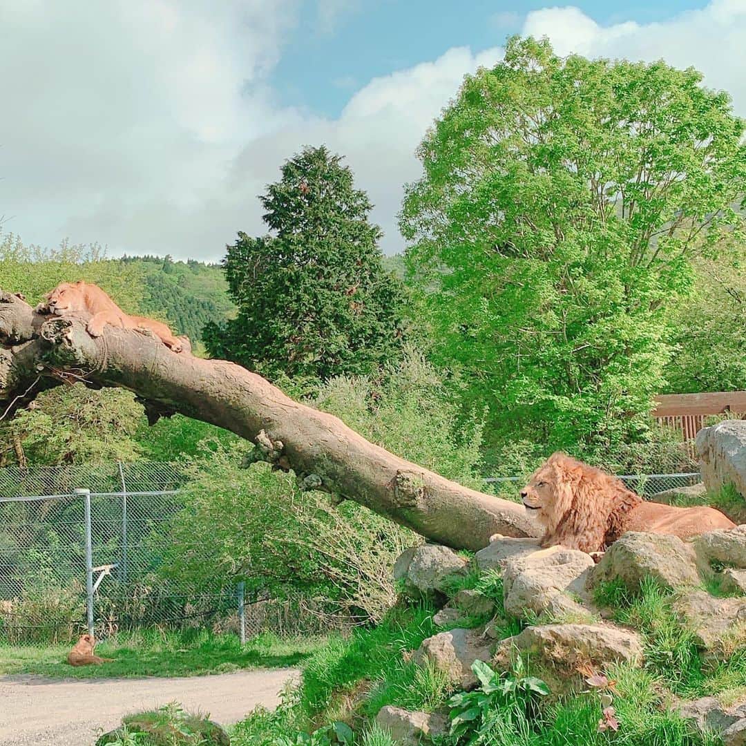 森下悠里さんのインスタグラム写真 - (森下悠里Instagram)「ライオンさんの夫婦🦁 すやすやお昼寝中💓 - ママライオン 凄いところでお昼寝してる✨✨ - 可愛いなぁ✨✨ 娘がもう少し大きくなったら また必ず来たいな💓 - #富士サファリパーク #familytrip #Lion #animals #safari」5月20日 0時30分 - yuurimorishita