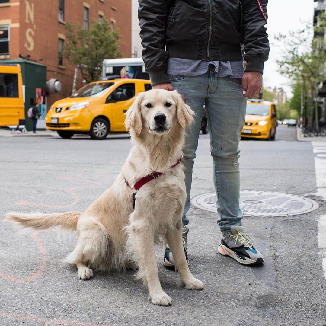 The Dogistさんのインスタグラム写真 - (The DogistInstagram)「Niner, Golden Retriever (1 y/o), 17th & 10th Ave., New York, NY • “He’s very vocal and he wants hugs and pets.”」5月20日 0時31分 - thedogist
