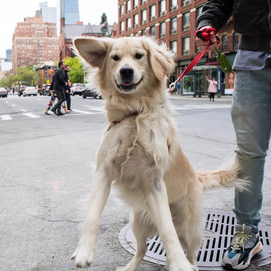 The Dogistさんのインスタグラム写真 - (The DogistInstagram)「Niner, Golden Retriever (1 y/o), 17th & 10th Ave., New York, NY • “He’s very vocal and he wants hugs and pets.”」5月20日 0時31分 - thedogist