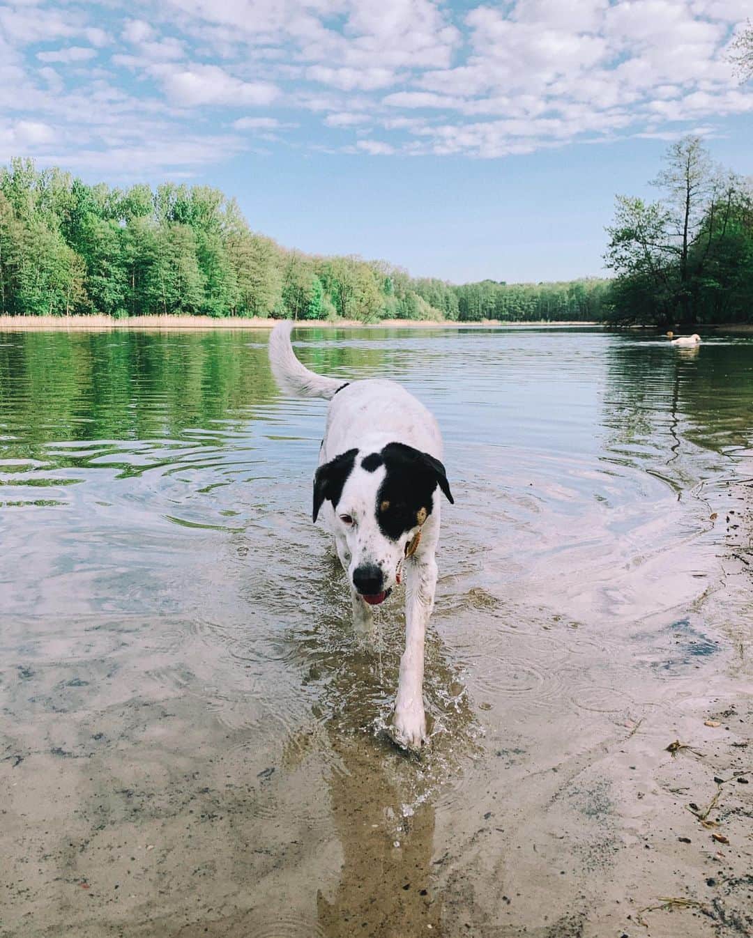 STIL IN BERLINさんのインスタグラム写真 - (STIL IN BERLINInstagram)「Dogs and lakes are a great combo but please, please, please do not let your pup in the Tegeler See which is toxic! Last year, 11 dogs died and this year it’s already been 2, after bathing and drinking from that lake. #nicothemutt」5月20日 0時32分 - stilinberlin