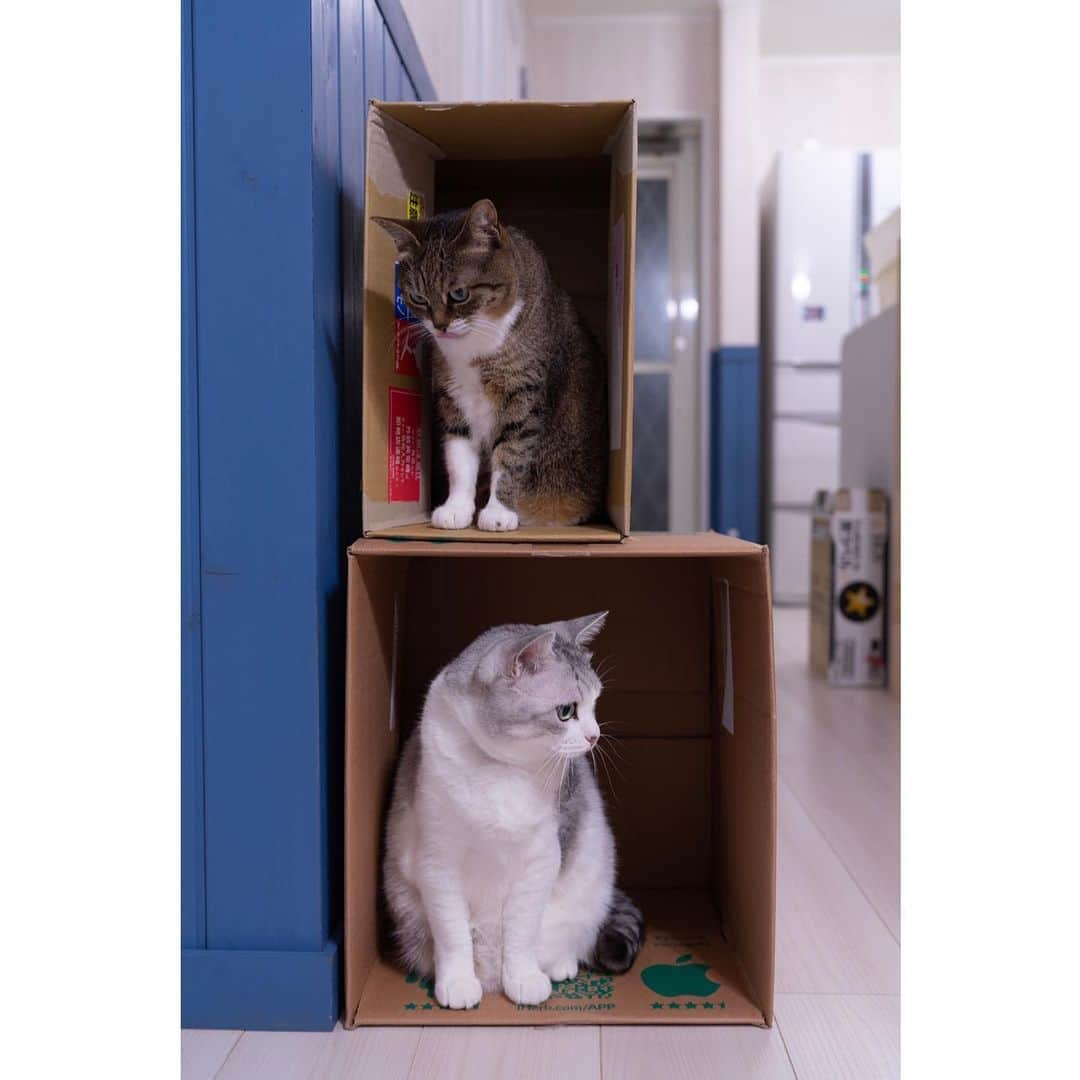 Sakiさんのインスタグラム写真 - (SakiInstagram)「* Little one gets the top and the bigger one gets the bottom. Btw, I used to share bunk bed with my brother and I'm not sure if I used the top or bottom...... . ちびっ子が上でおっきい子が下🛌 子供の頃弟と二段ベッド使ってたけど、上だったか下だったかの記憶が無い🧐 #元野良猫部 #元野良もカワイイ説普及隊 *」5月20日 0時42分 - rubyeve12