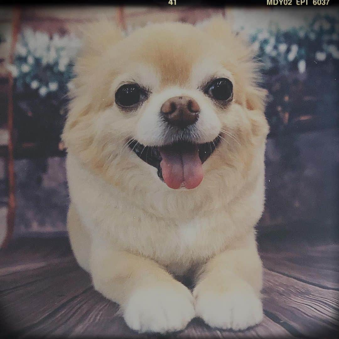 HISASHIさんのインスタグラム写真 - (HISASHIInstagram)「ツアーどうですか？の顔♪▽•̀.̫•́▽ #chihuahua #qoo」5月20日 0時48分 - hisashix