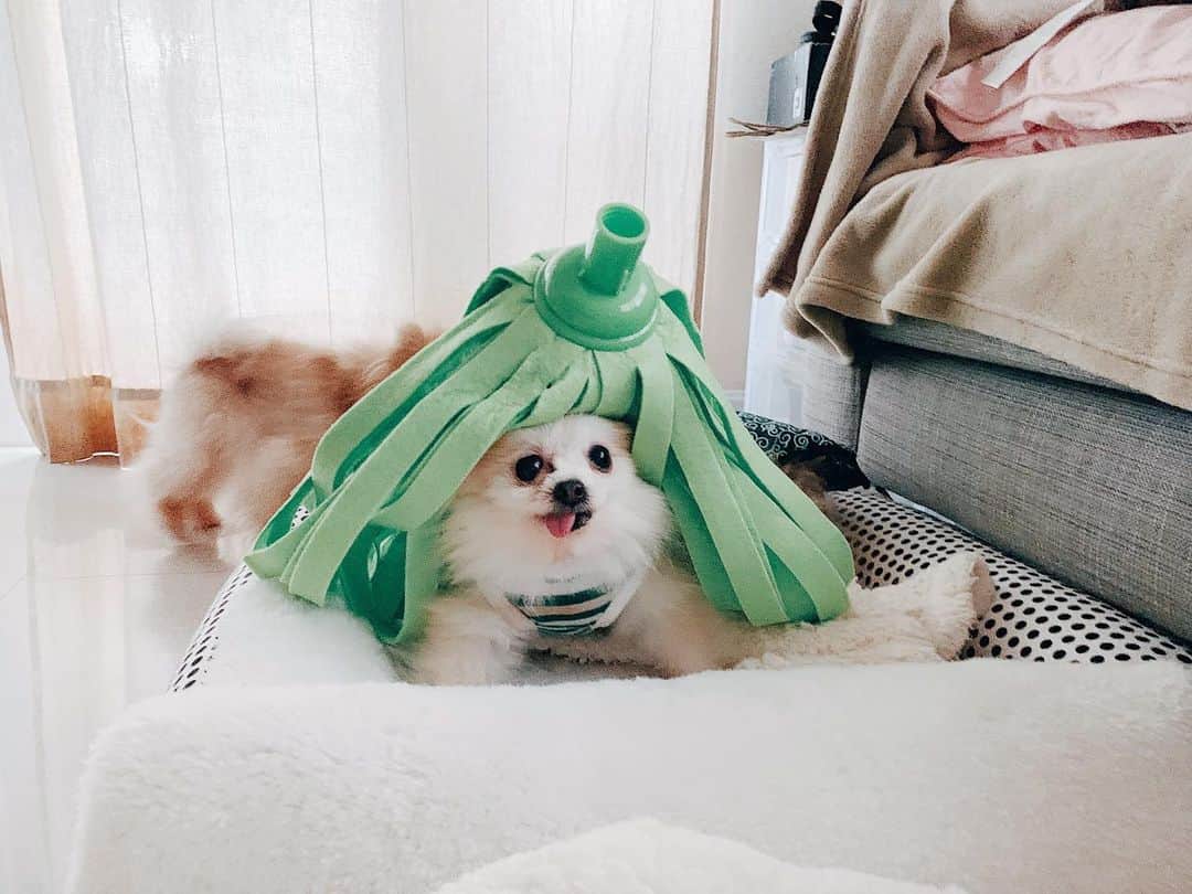 r_oseのインスタグラム：「Now, I’m a unicorn 🦄🦄🦄〰️」