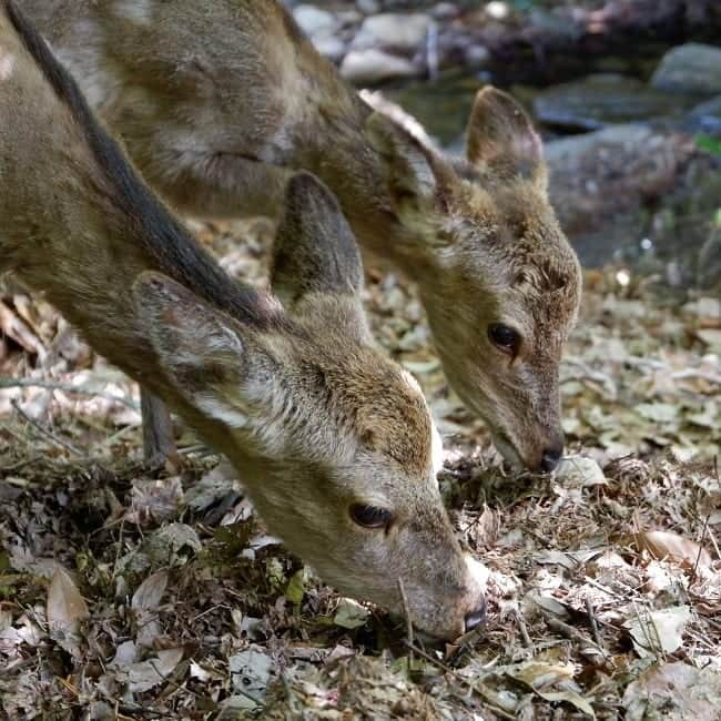 シャルレーヌ・ギニャールさんのインスタグラム写真 - (シャルレーヌ・ギニャールInstagram)「An emotional day in Miyajima and Hiroshima ⛩🦌🏯🌸💞 #throwback #memories #vacation #holidays #japan #miyajimaisland #hiroshima #deers #castle #hiroshimapeacemuseum #hiroshimamemorialpark」5月20日 0時52分 - charleneguignard