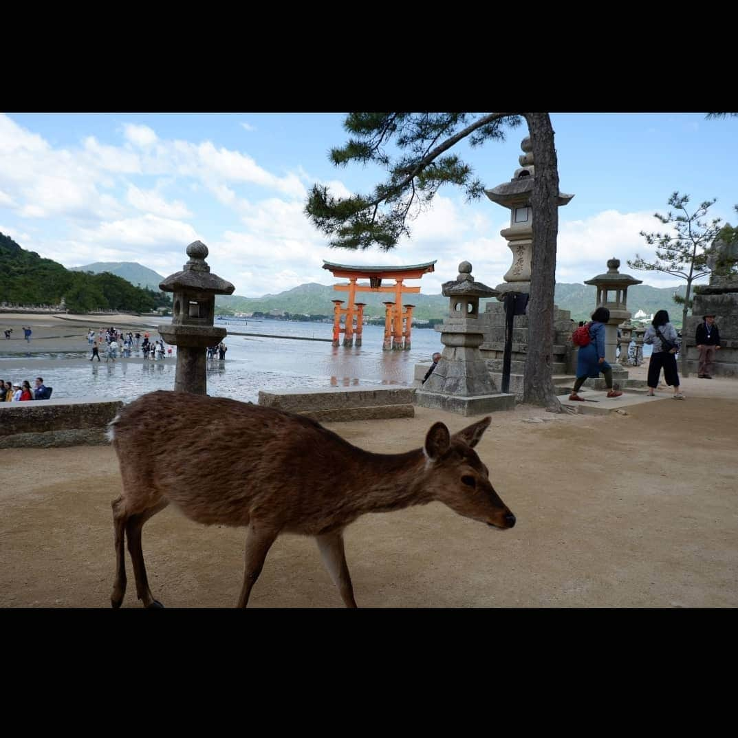 シャルレーヌ・ギニャールさんのインスタグラム写真 - (シャルレーヌ・ギニャールInstagram)「An emotional day in Miyajima and Hiroshima ⛩🦌🏯🌸💞 #throwback #memories #vacation #holidays #japan #miyajimaisland #hiroshima #deers #castle #hiroshimapeacemuseum #hiroshimamemorialpark」5月20日 0時52分 - charleneguignard