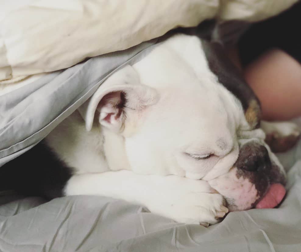 Bodhi & Butters & Bubbahさんのインスタグラム写真 - (Bodhi & Butters & BubbahInstagram)「Sunday snuggle struggle . . . . . #sunday #snuggle #struggle #sundayfunday #weekend #baby #bulldog #bestoftheday #dogsofinstagram #my #love #smile」5月20日 1時03分 - keonistuff