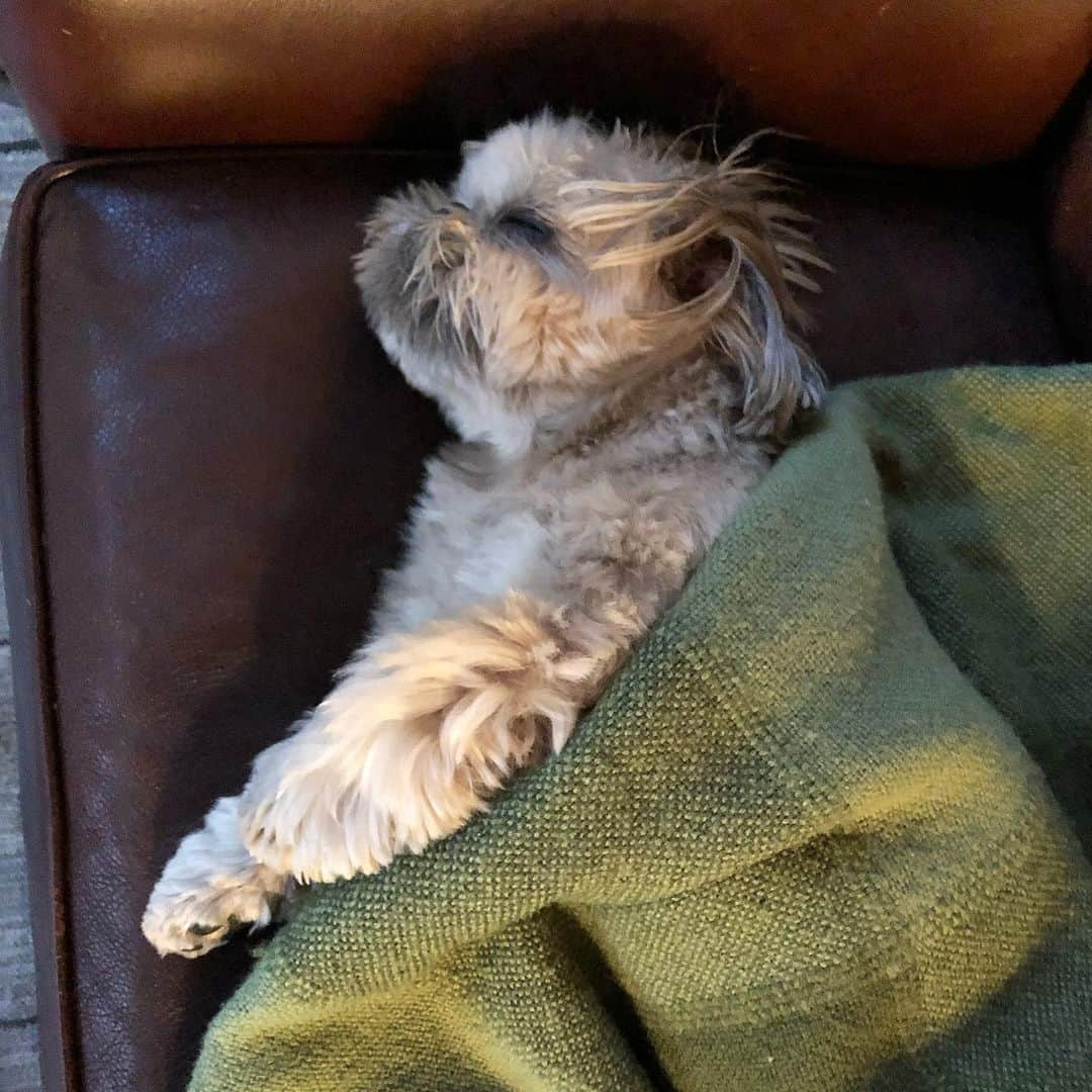 Dougie the Shih Tzuさんのインスタグラム写真 - (Dougie the Shih TzuInstagram)「Shih Tzu snooze 💚」5月20日 1時12分 - dailydougie