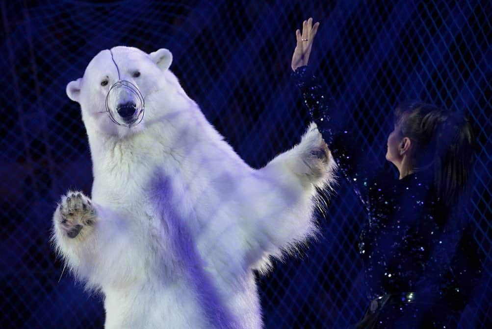 ナショナルジオグラフィックさんのインスタグラム写真 - (ナショナルジオグラフィックInstagram)「Photos by Kirsten Luce @kirstenluce | A polar bear performs with trainer Yulia Denisenko in Kazan, Russia. This is a rare example of performing polar bears. The four bears are fitted with metal muzzles and their trainer holds a metal rod. Though controversial, it is not illegal in Russia for these bears to perform. Polar bears are a threatened species and a powerful symbol for conservation.  For the June 2019 issue of National Geographic, writer @natashaldaly and I traveled the world to learn about wildlife tourism and the suffering that goes on behind the scenes. Our intention is not to shame tourists who have had these encounters but to arm our readers with information that will help them identify potentially abusive situations for animals.  To learn more, read our story at natgeo.com/wildlifetourism and follow @world_animal_protection which works to raise awareness and help animals in the tourism industry.」5月20日 1時19分 - natgeo