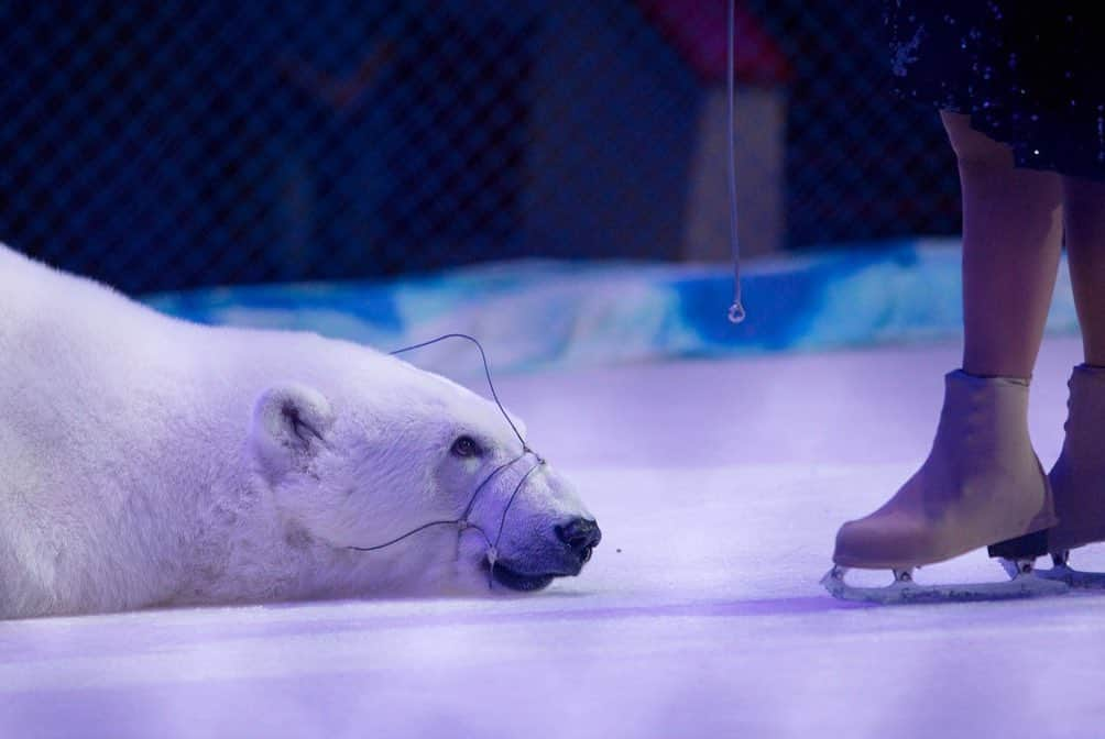 ナショナルジオグラフィックさんのインスタグラム写真 - (ナショナルジオグラフィックInstagram)「Photos by Kirsten Luce @kirstenluce | A polar bear performs with trainer Yulia Denisenko in Kazan, Russia. This is a rare example of performing polar bears. The four bears are fitted with metal muzzles and their trainer holds a metal rod. Though controversial, it is not illegal in Russia for these bears to perform. Polar bears are a threatened species and a powerful symbol for conservation.  For the June 2019 issue of National Geographic, writer @natashaldaly and I traveled the world to learn about wildlife tourism and the suffering that goes on behind the scenes. Our intention is not to shame tourists who have had these encounters but to arm our readers with information that will help them identify potentially abusive situations for animals.  To learn more, read our story at natgeo.com/wildlifetourism and follow @world_animal_protection which works to raise awareness and help animals in the tourism industry.」5月20日 1時19分 - natgeo