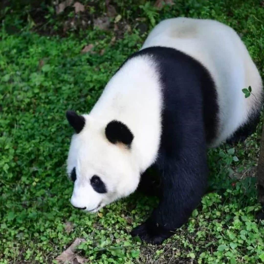 San Diego Zooさんのインスタグラム写真 - (San Diego ZooInstagram)「Just in from the China Giant Panda Conservation Research Center Dujiangyan Base: Giant pandas Bai Yun and Xiao Liwu have arrived and are doing well. Details at the link in our bio. #pandapandapanda #Giantpandalove #pandamonium #sandiegozoo」5月20日 1時28分 - sandiegozoo
