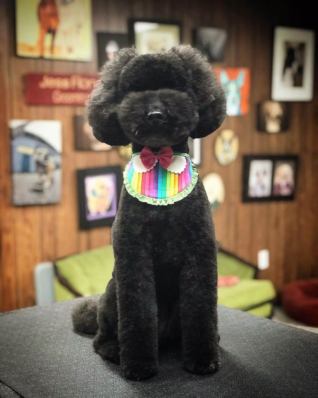 JessRonaGroomingさんのインスタグラム写真 - (JessRonaGroomingInstagram)「Houston! I will be in you teaching my newest seminar on 7/14. I can’t wait to tell you all my secrets and also show you how to groom dogs. Contact @gibbsgrooming」5月20日 1時46分 - jessronagrooming