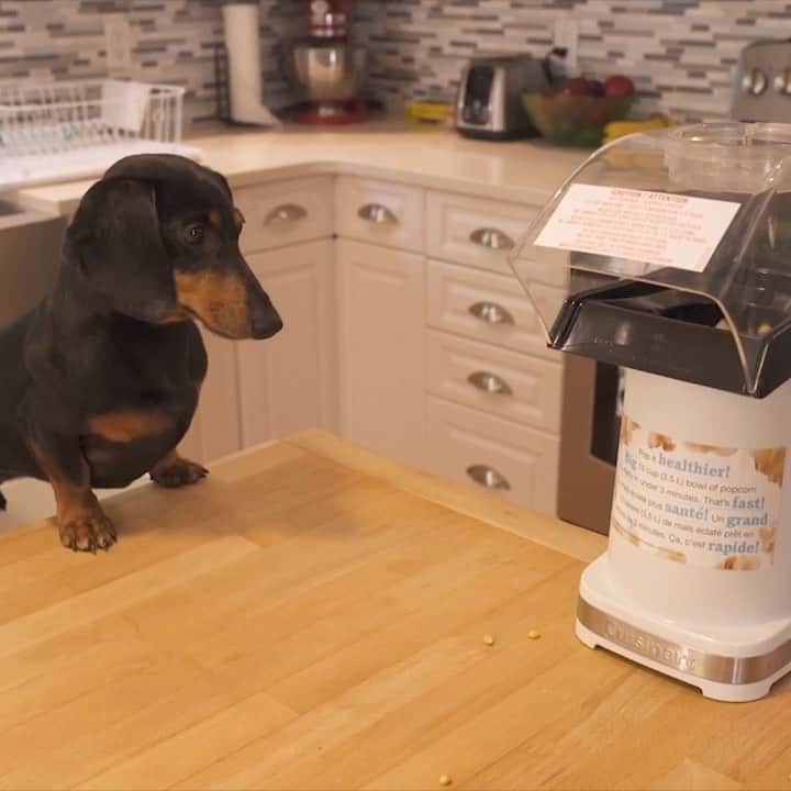 DogsOf Instagramのインスタグラム：「GIVEAWAY! #ad ⭐️The Secret Life of Real Dogs Revealed by @furbodogcamera ⭐️ What does your dog do when no one is watching? WIN 2 red carpet premiere tickets to see The Secret Life of Pets 2 in Hollywood. 🎞Watch it before everyone and you'll get to see the amazing voice actors such as Patton Oswalkt, Harrison Ford, Kevin Hart, Eric Stonestreet and more! Here’s how to enter:  1.Follow @furbodogcamera  2.Tag a friend below! Each comment is an entry, leave as many as you’d like! *Window to enter 5/19-5/25. *The red carpet event will be hosted on 6/2  T&C: bit.ly/2VILh25  Video by @crusoe_dachshund」
