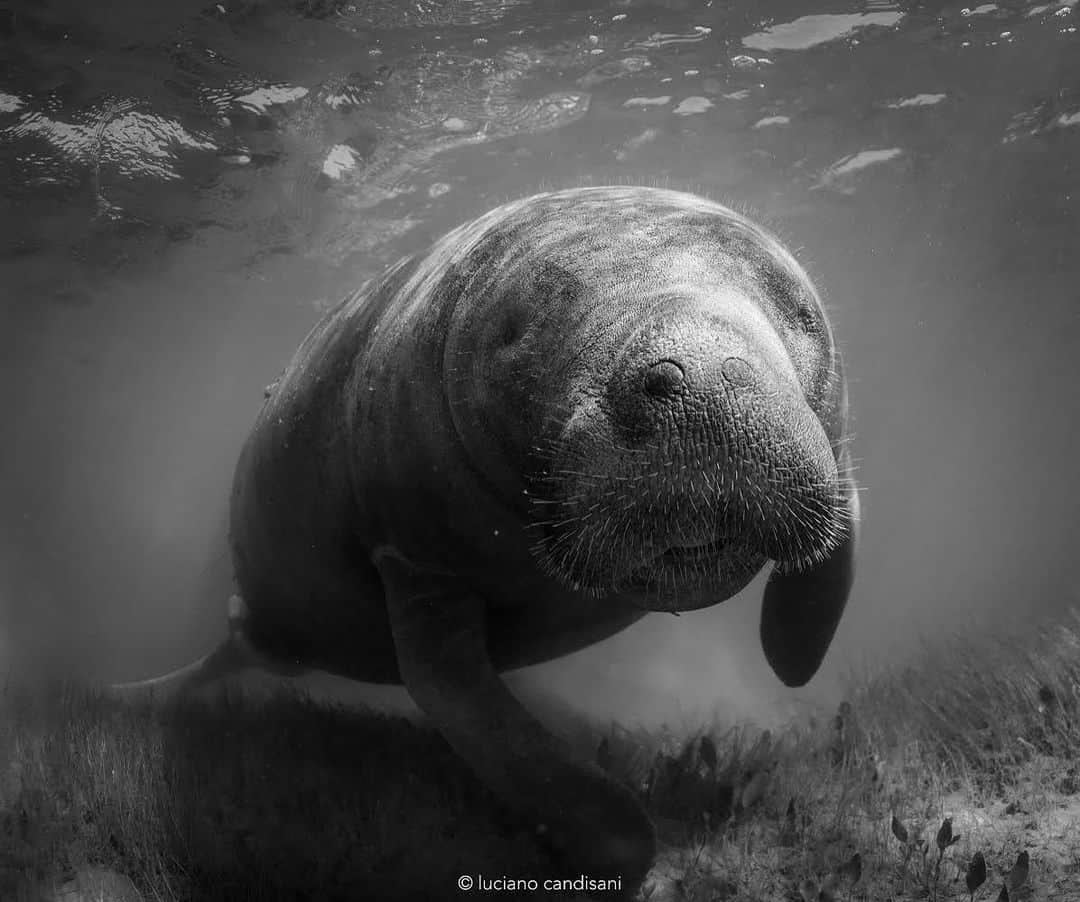 thephotosocietyさんのインスタグラム写真 - (thephotosocietyInstagram)「Photo by @lucianocandisani ( Luciano Candisani ). The marine manatee ( Trichechus manatus)  is critically endangered in the Brazilian coast. The main threat to this species  is the destruction of the mangrove habitats. @ilcp_photographers @natgeo @lucianocandisani #lucianocandisani #candisani #fotografia #natureza #fotografiadenatureza #Brasil #Brazil #rainforest #mataatlantica #natureza #mata #manatee #manguezal #mangrove #marinemammal #endangered」5月20日 2時15分 - thephotosociety