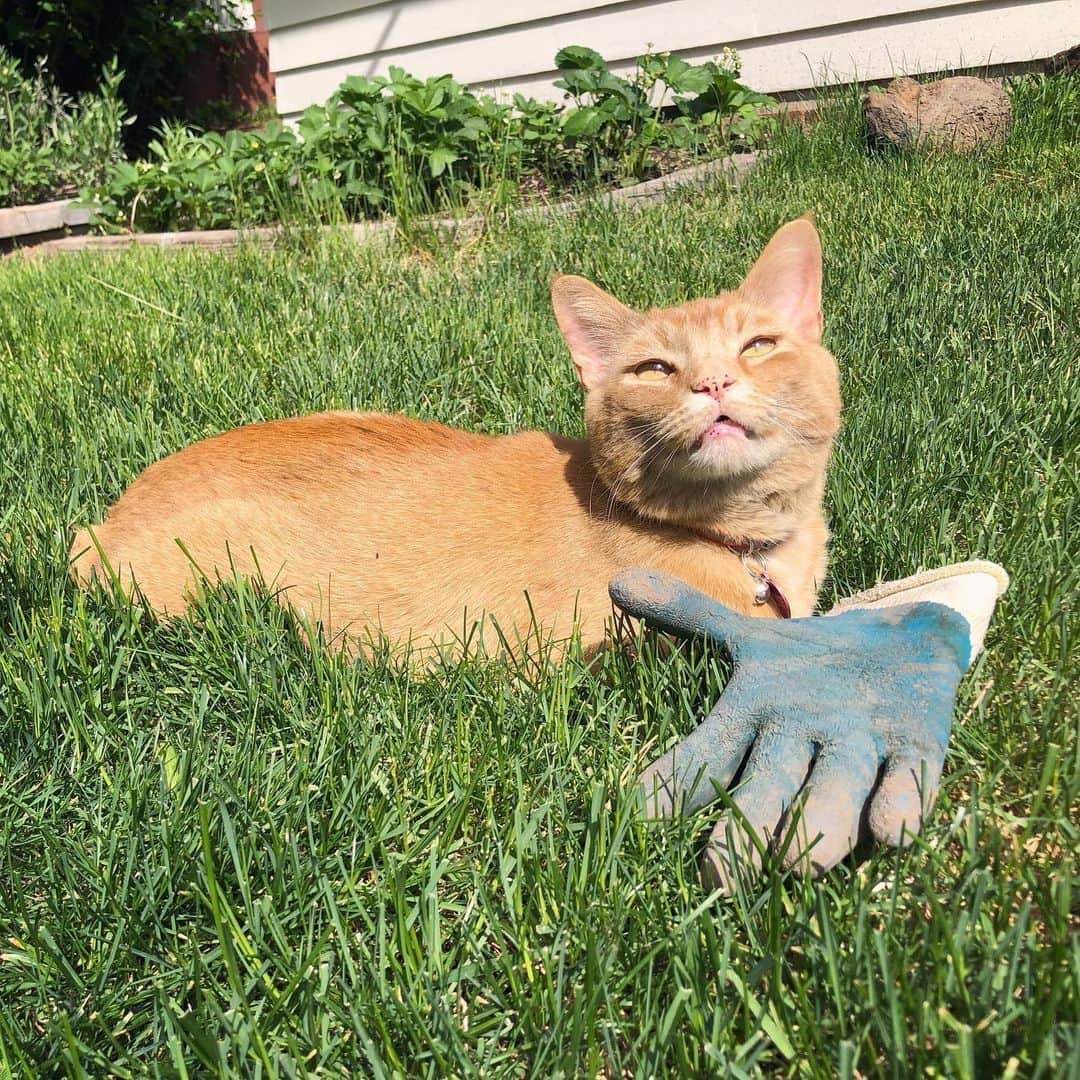 Snorri Sturlusonさんのインスタグラム写真 - (Snorri SturlusonInstagram)「STOLEN: The other blue gardening glove, night of 5/18. Thanks for the pair, Snorri! #snorrithecat #catburglar #kleptokitty #snorristurluson #spokanedoesntsuck #tinyteeth #catteeth #catsmile」5月20日 2時16分 - snorrithecat