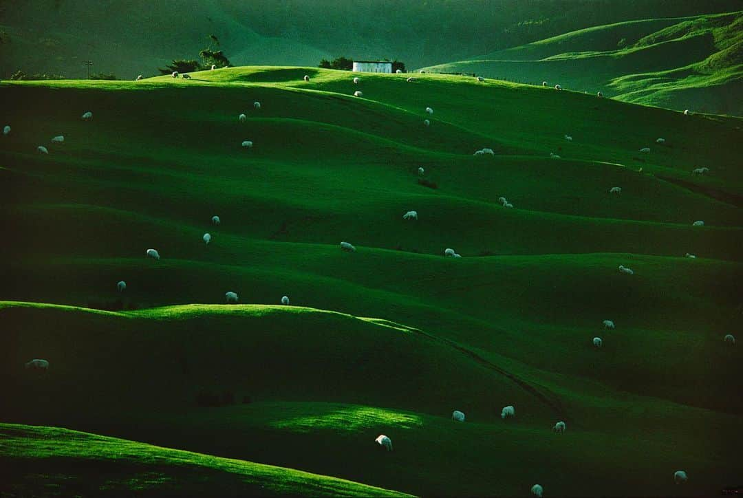 National Geographic Creativeさんのインスタグラム写真 - (National Geographic CreativeInstagram)「Photo by @gerdludwig | Sheep roam on the hilly landscape near Kawakawa, Bay of Islands, New Zealand. #Sheep #NewZealand」5月20日 2時47分 - natgeointhefield