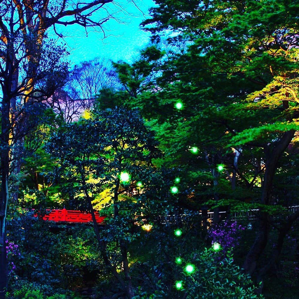 ホテル椿山荘東京さんのインスタグラム写真 - (ホテル椿山荘東京Instagram)「昨夜蛍が飛翔！幻想的な蛍をぜひ♪ ※写真はイメージです  The fireflies have flown! ※ The image is for illustrative purposes.  @hotelchinzansotokyo_official  #蛍 #ホタル #ほたるの夕べ」5月20日 13時44分 - hotelchinzansotokyo_official