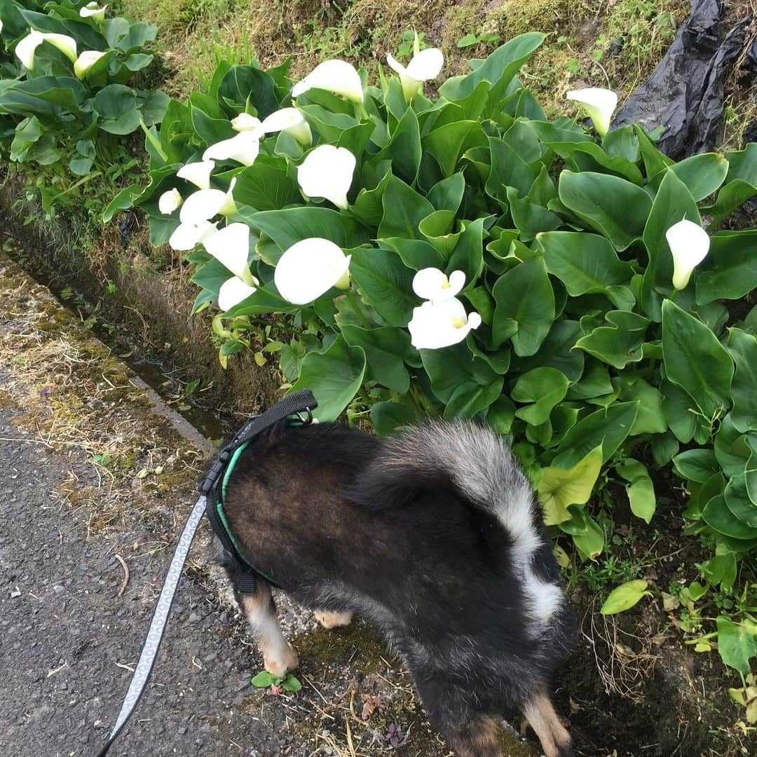 がんちゃんさんのインスタグラム写真 - (がんちゃんInstagram)「今年もご近所さんの露地植えカラーが綺麗に咲いてます😊  てんタッキーはアナグマの通り道になってる側溝が気になってます🤣」5月20日 12時17分 - kota2ann