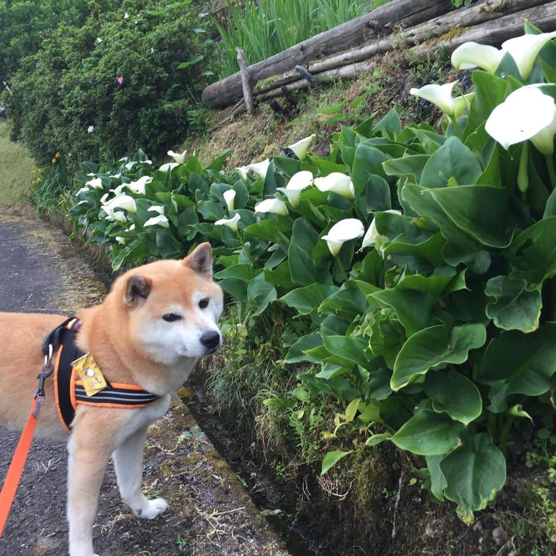 がんちゃんさんのインスタグラム写真 - (がんちゃんInstagram)「今年もご近所さんの露地植えカラーが綺麗に咲いてます😊  てんタッキーはアナグマの通り道になってる側溝が気になってます🤣」5月20日 12時17分 - kota2ann