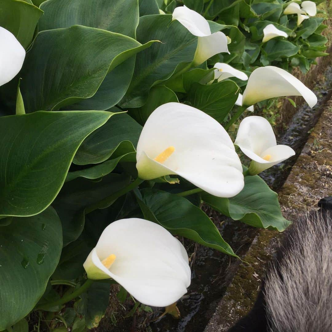 がんちゃんさんのインスタグラム写真 - (がんちゃんInstagram)「今年もご近所さんの露地植えカラーが綺麗に咲いてます😊  てんタッキーはアナグマの通り道になってる側溝が気になってます🤣」5月20日 12時17分 - kota2ann