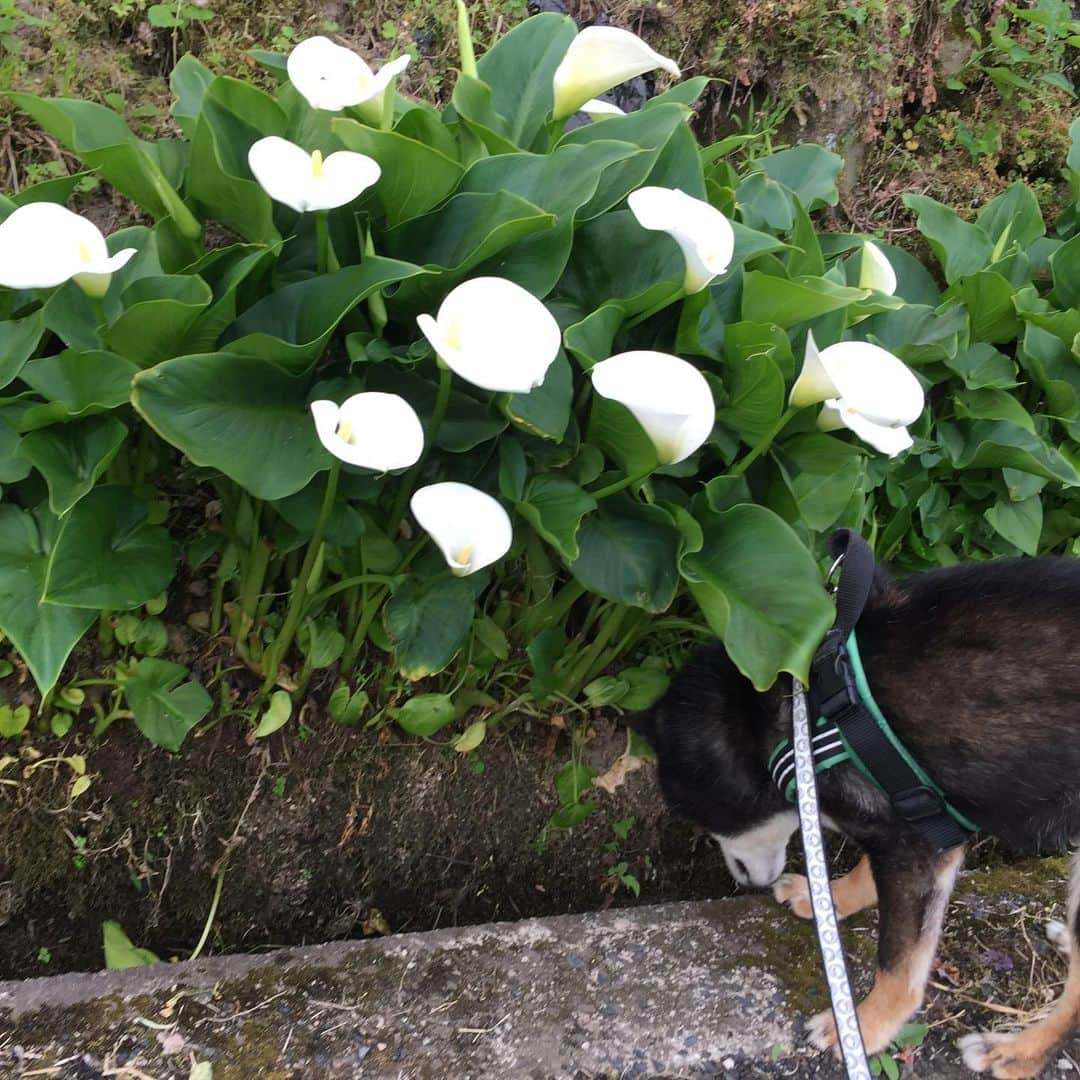 がんちゃんさんのインスタグラム写真 - (がんちゃんInstagram)「今年もご近所さんの露地植えカラーが綺麗に咲いてます😊  てんタッキーはアナグマの通り道になってる側溝が気になってます🤣」5月20日 12時17分 - kota2ann