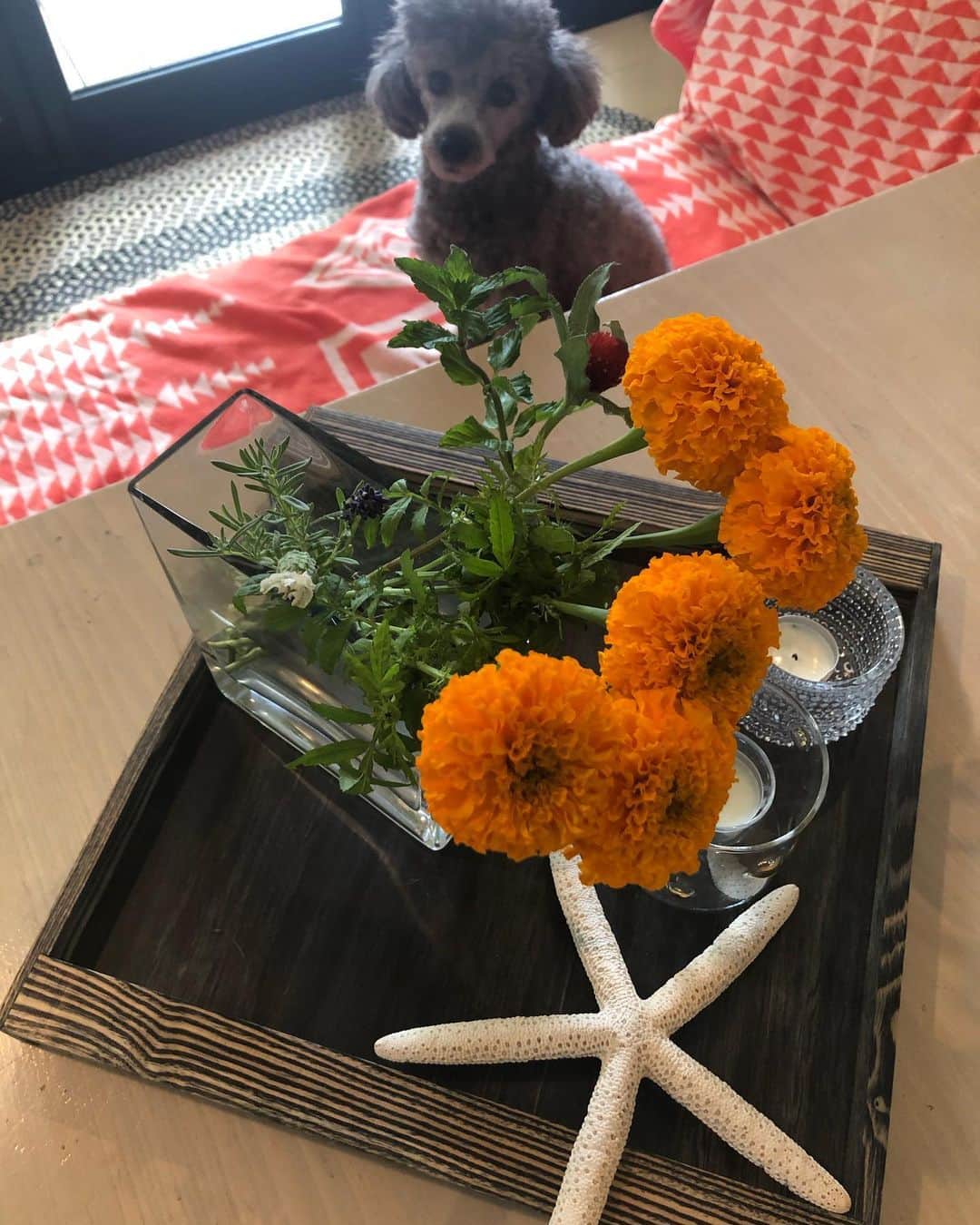 RIKACOさんのインスタグラム写真 - (RIKACOInstagram)「今朝はうちの ノリウツギが綺麗に咲いてくれたのでダイニングにも飾りました😊花やハーブや植物がある生活が好きです 昨日のweb magazineの撮影にもうちの所々に飾っている花達を紹介しました🧡 食べ物と同じで花達も旬を感じさせてくれる、、家の所々でそれを感じるのが好き😊買ってくる切り花や家で育てているものや色々です👌家でのガーデニングは私のストレスを減らしてくれる癒し🌿🧡これも大好き😘 #gardening_love  #flowers  #flowerlover  #花のある暮らし  #ガーデニングライフ  #healthylifestyle  #happy #❤️#rikaco_fashion  花達を紹介するwebはまだ先なのでまたお知らせしますねーリビングやダイニング パウダールームや玄関を紹介してるよ😘ノアさんグリさんもいい仕事してます😂❤️」5月20日 12時17分 - rikaco_official