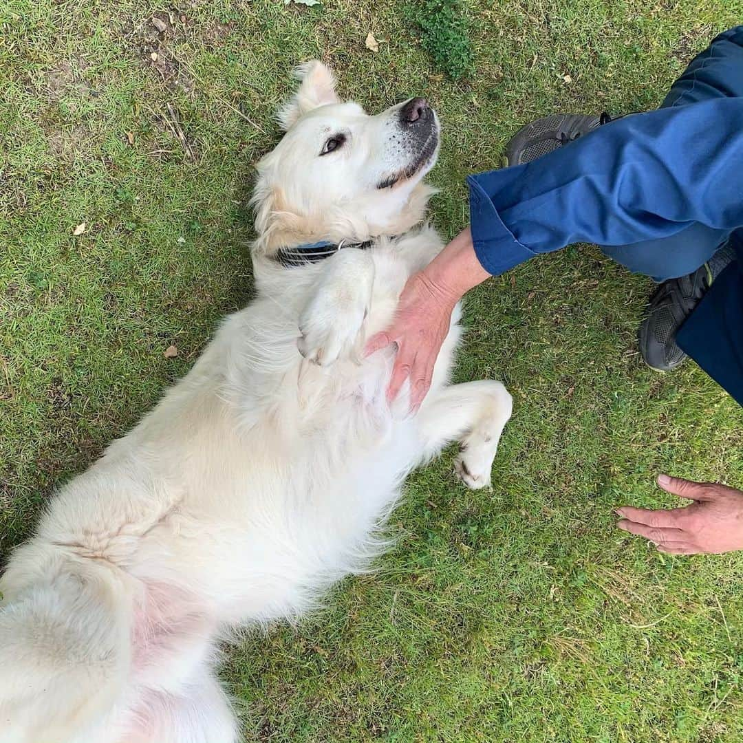 P太郎ママさんのインスタグラム写真 - (P太郎ママInstagram)「散歩で会った爺ちゃん。 ゴールデン飼ってたんだって。 14歳半の長寿でお別れ。 一度ゴールデン飼うと、もう他のちっさい犬は飼う気がせんわ、ゴールデンは賢いでなぁ。と。 だよね〜。 めっちゃ合意！ #ゴールデンレトリバー  #goldenretriever  しかし。 爺ちゃんに、 オテと言われて背中を向け。←撫でてほしい。 オスワリ言われて、くねくねダンス。 さぞかしアホな犬と思われたろーよ！ ゴールデンは賢いんやなかったんかー！」5月20日 12時43分 - ptarodada