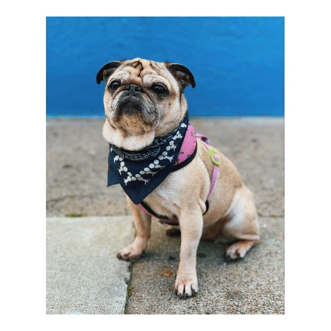 Melissa Santiagoのインスタグラム：「What a good girl 💙  #DailyPug #LeicaHarrietPancakes #pug」