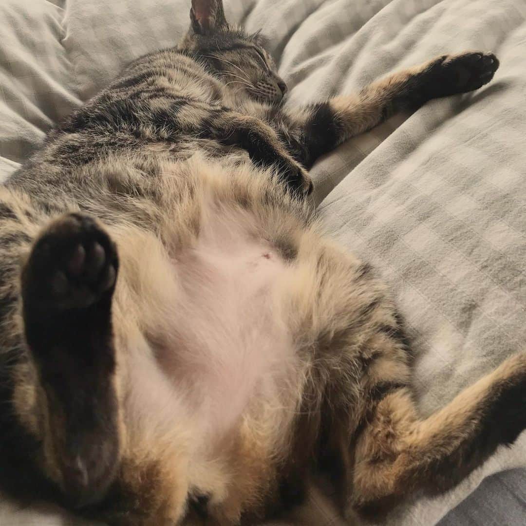 小嶋晶子のインスタグラム：「She’s just on the bed, she’s like a model.🐈🐾 Hahaha😝 #cat #cats #browntabby #catsofinstagram #catstagram #neko #nekostagram #ねこ #ねこ部 #ねこすたぐらむ #きじとら #きじとらねこ #きじとら女子 #きじとら部 #ネコ #ネコ部  #キジトラ #キジトラネコ #キジトラ部 #かぎしっぽ #かぎしっぽ猫部 #カギしっぽ #カギしっぽ猫 #お腹ハゲてる」