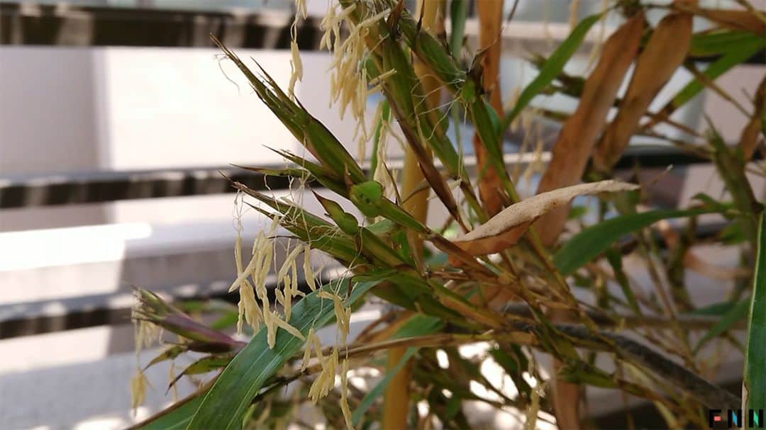 フジテレビ「FNNビデオPost」のインスタグラム：「「美波」さんから、「120年に一度しか咲かない」といわれる、竹の花の写真が届きました。 トップページのURLからご覧いただけるビデオPostギャラリーにて、約1カ月間、掲載中です！ #FNNビデオPost #竹の花 #兵庫 #神戸 #人と自然の博物館 #竹 #マダケ #映像 #植物 #bamboo」