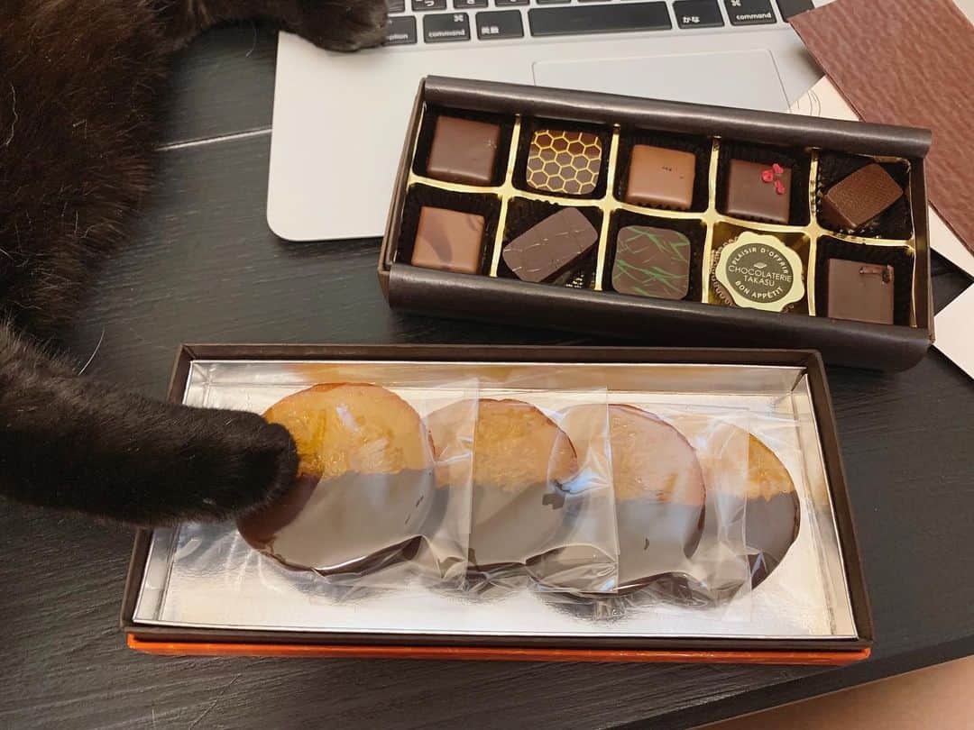 本間愛花さんのインスタグラム写真 - (本間愛花Instagram)「素敵なチョコレートをいただきました ｝🐈 1：これと 2：これです 3：さっそくあけてみましょう 4：ごらんください、このオサレなチョコレートを🍊✨ #chocolaterietakasu」5月20日 12時59分 - aikahonma